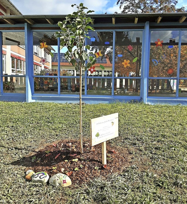 Sichtbares Zeichen fr den Klimaschutz...Apfelbaum vor der Max-Metzger-Schule.   | Foto: Sandra Klinke