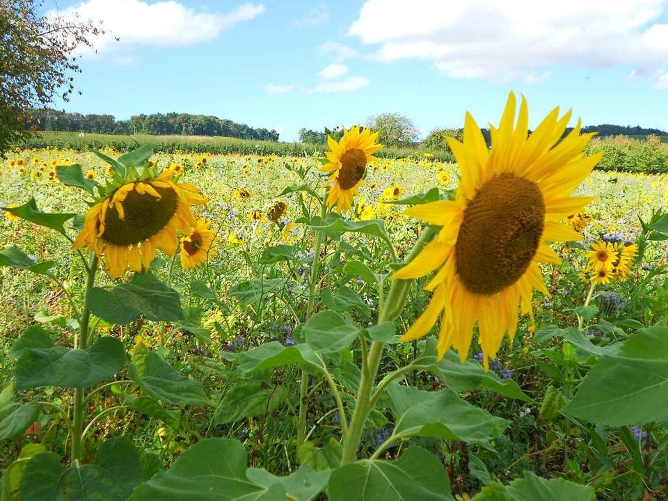 Fast so bunt wie eine Wildblumenwiese:...ckersenf verbessert die Bodenstruktur.  | Foto: Victoria Langelott