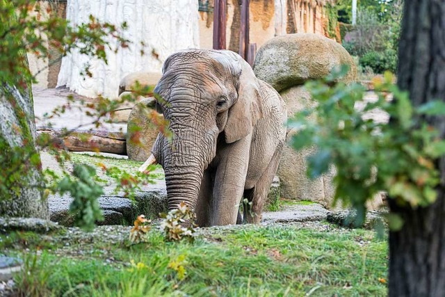 Jack hat Basel wieder verlassen. Nun sucht der Zoo einen Nachfolger.  | Foto: Zoo Basel (Torben Weber)