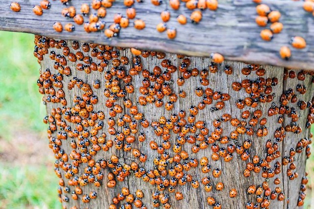 Harlekin-Kfer schtzen die Gesellschaft ihrer Artgenossen.  | Foto: Martin Wennerwald