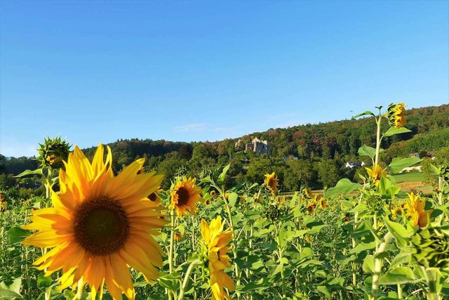 Sonnenblumen vor der Burgruine Landeck  | Foto: Heinz Ney