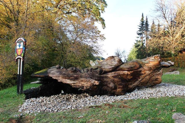 Die Gerichtseiche ist zurck auf dem C...n. Sie aufzustellen wre zu aufwndig.  | Foto: Jennifer Ruh