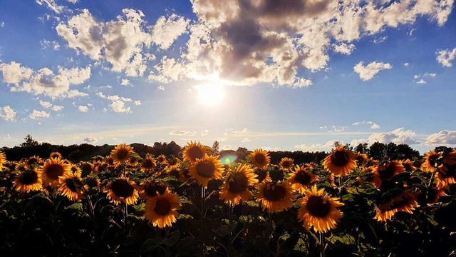 Sonnenblumen.  | Foto: Nina Djatschenko