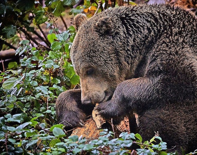   | Foto: Alternativer Wolf- und Brenpark