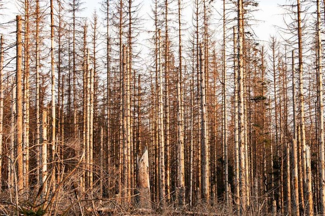 Abgestorbene Fichten stehen zwischen B... Harz vom Borkenkfer befallen worden.  | Foto: Swen Pfrtner (dpa)