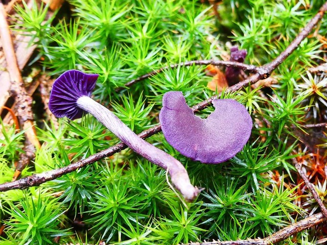 Ein farbenprchtiger und essbarer Pilz ist der Amethystfarbene Lacktrickterling.  | Foto: Geraldine Friedrich