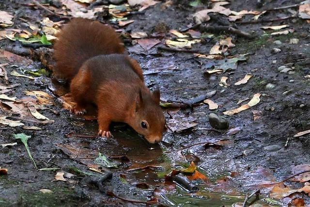 Ein Eichhörnchen trinkt auf dem Alten Friedhof in Herdern aus einer Pfütze
