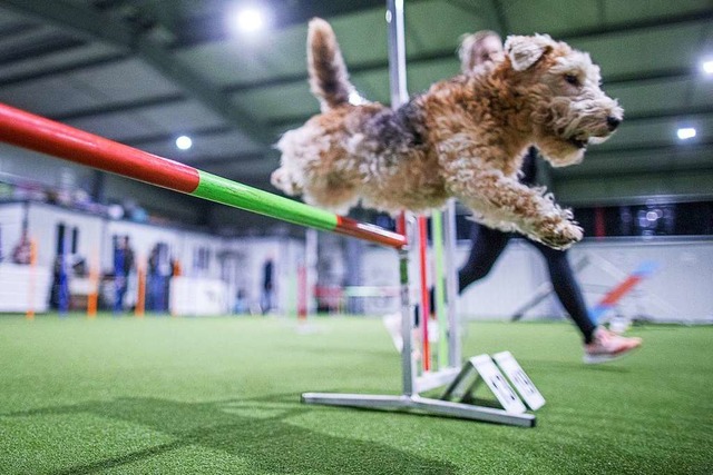 Hundesport ist ein gutes Beispiel: Wet... Luft ist aber weiterhin kein Problem.  | Foto: Jens Bttner