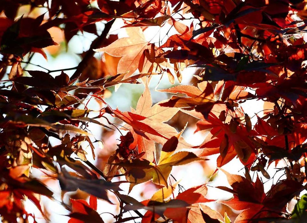 Die richtige Zeit für einen Herbstspaziergang  | Foto: Caroline Seidel (dpa)