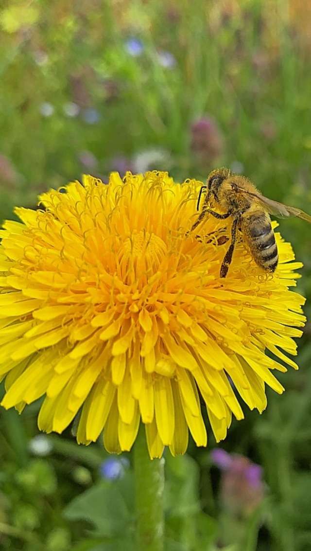 Wildblumen helfen den Bienen.  | Foto: Helmut Seller