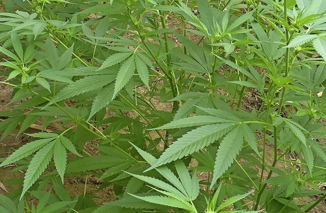 Wegen eines Cannabis-Stngels musste s...Amtsgericht St. Blasien verantworten.   | Foto: Polizei
