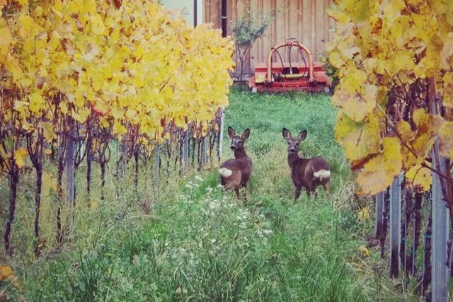 Fotos: Die schnsten Herbstbilder aus dem Breisgau