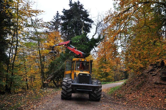 Ein Griff mit der Erntemaschine, und die mchtige Esche sinkt zu Boden.  | Foto: Nicolai Kapitz