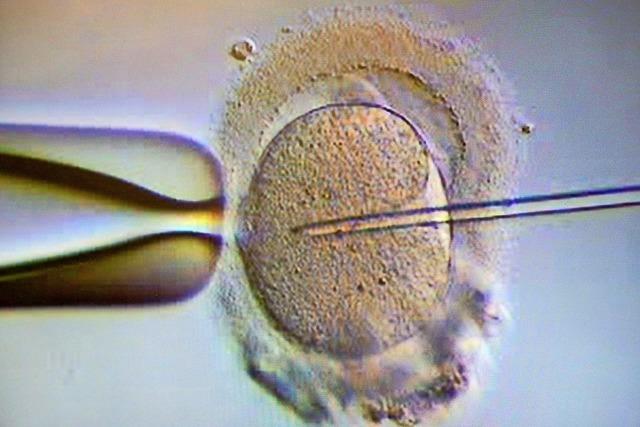 Wann wird aus einer Eizelle ein Embryo?