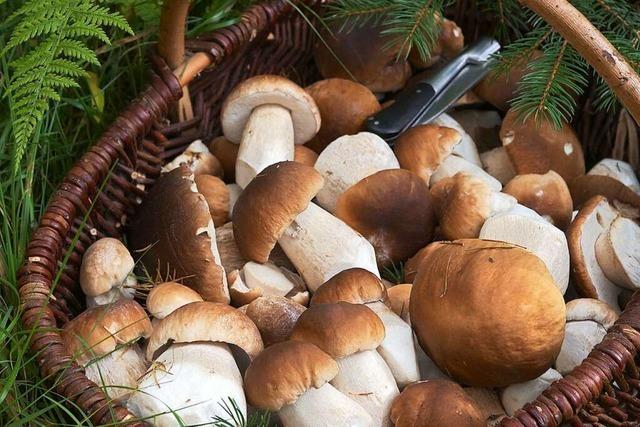 200 Euro Bußgeld: Schweizer sammelt zu viele Pilze in Deutschland