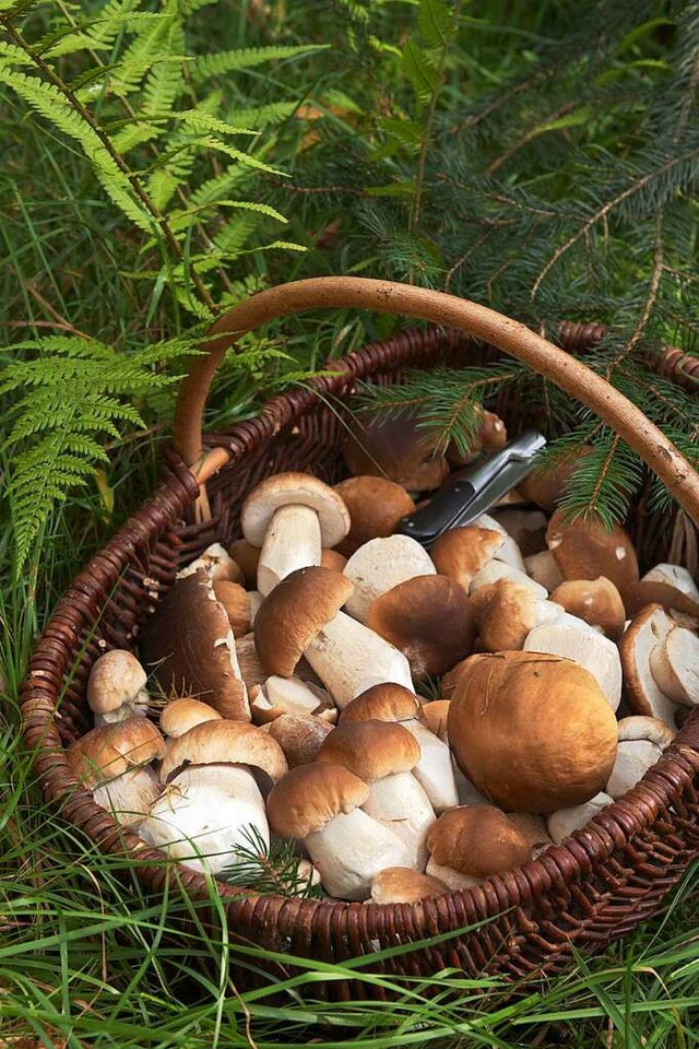 Der Korb eines Pilzsammlers (Symbolbild)  | Foto: Ingo Bartussek (adobe.stock.com)
