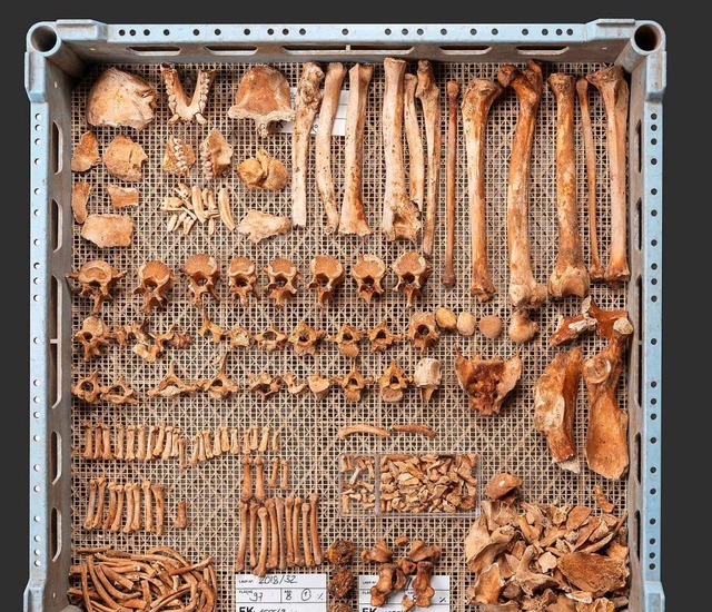 Das Skelett  | Foto: Philippe Saurbeck