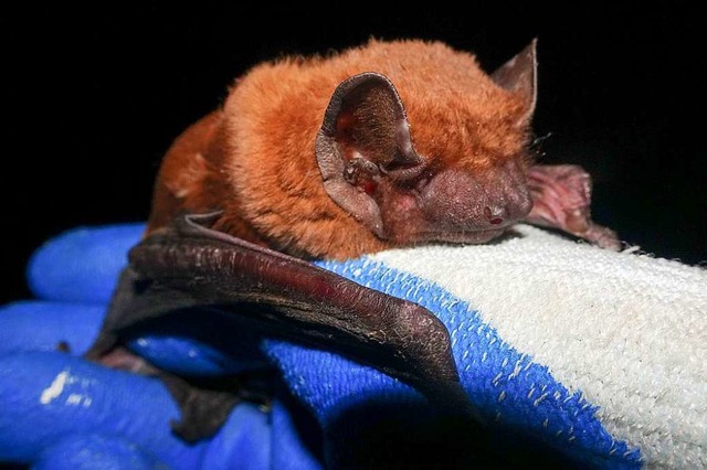 Der Groe Abendsegler bewohnt die Platanen in Mllheim.  | Foto: Volker Mnch