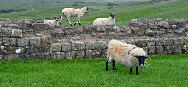 Auch die Schafe fhlen sich wohl:  Had...Nordengland stlich von Haltwhistle     | Foto: Andreas Heimann