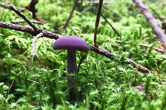 Wenn man von Pilzen redet, meint man n... Baumes &#8211; in zahllose Nebenste.  | Foto: David Pister