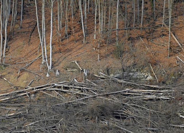 Durch kranke Bume, die gefllt werden mssen, entstehen Lichtungen.  | Foto: Ralf H. Dorweiler