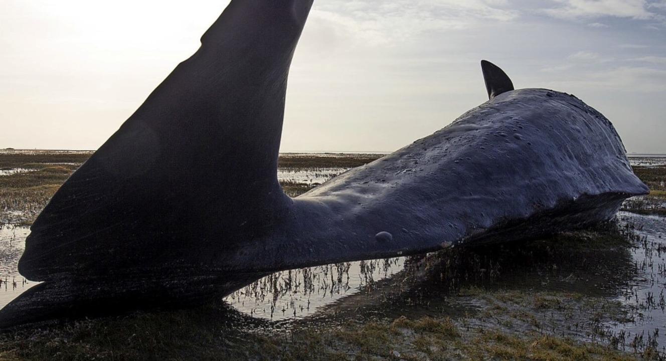 Gestrandete Wale waren der Wissenschaf...ht Küstenbewohner sie ausschlachteten.  | Foto: Christian Charisius