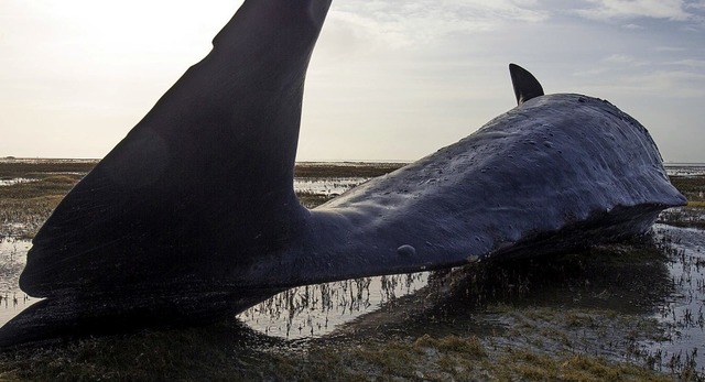 Gestrandete Wale waren der Wissenschaf...ht Kstenbewohner sie ausschlachteten.  | Foto: Christian Charisius