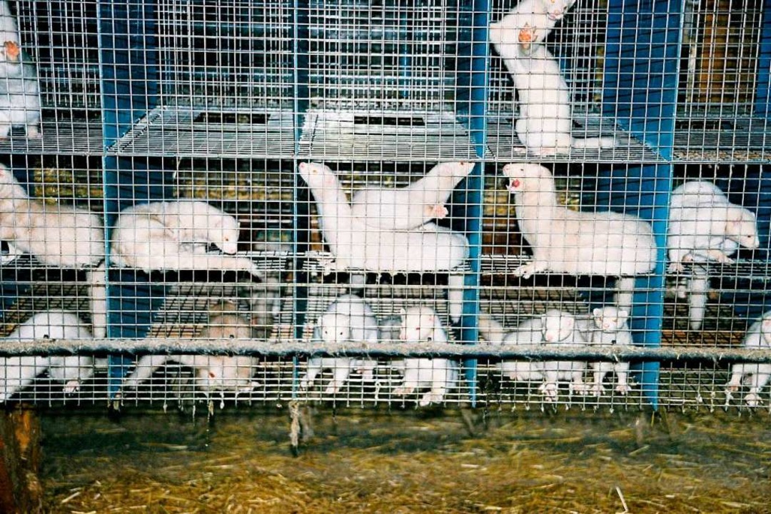 In Tierfarmen werden Nerze für die Pel...armen stehen in Dänemark und Finnland.  | Foto: imago images/blickwinkel