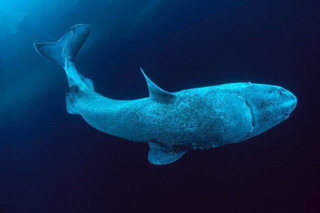 Können wir von Grönlandhaien das Altern lernen?