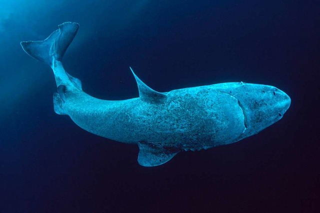 Freiburger Forscher haben das Gehirn e... Jahre alten Grnlandhais  untersucht.  | Foto: oceans-image (imago-images)