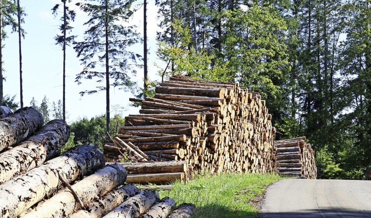 Konnten die groen Holzpolder nicht sc... Mglichkeit, Insektizide zu spritzen.  | Foto: Dorothe Kuhlmann