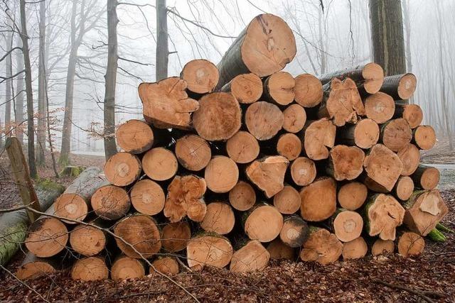 Im Wald von Neuried ersetzt der Ahorn die Esche