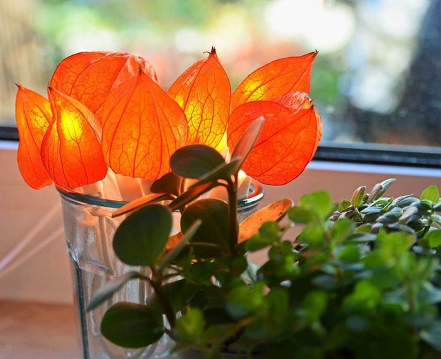 Orange-leuchtender Hingucker: LED-Lich...en Blten der Lampionblume (Physalis).  | Foto: Silke Kohlmann