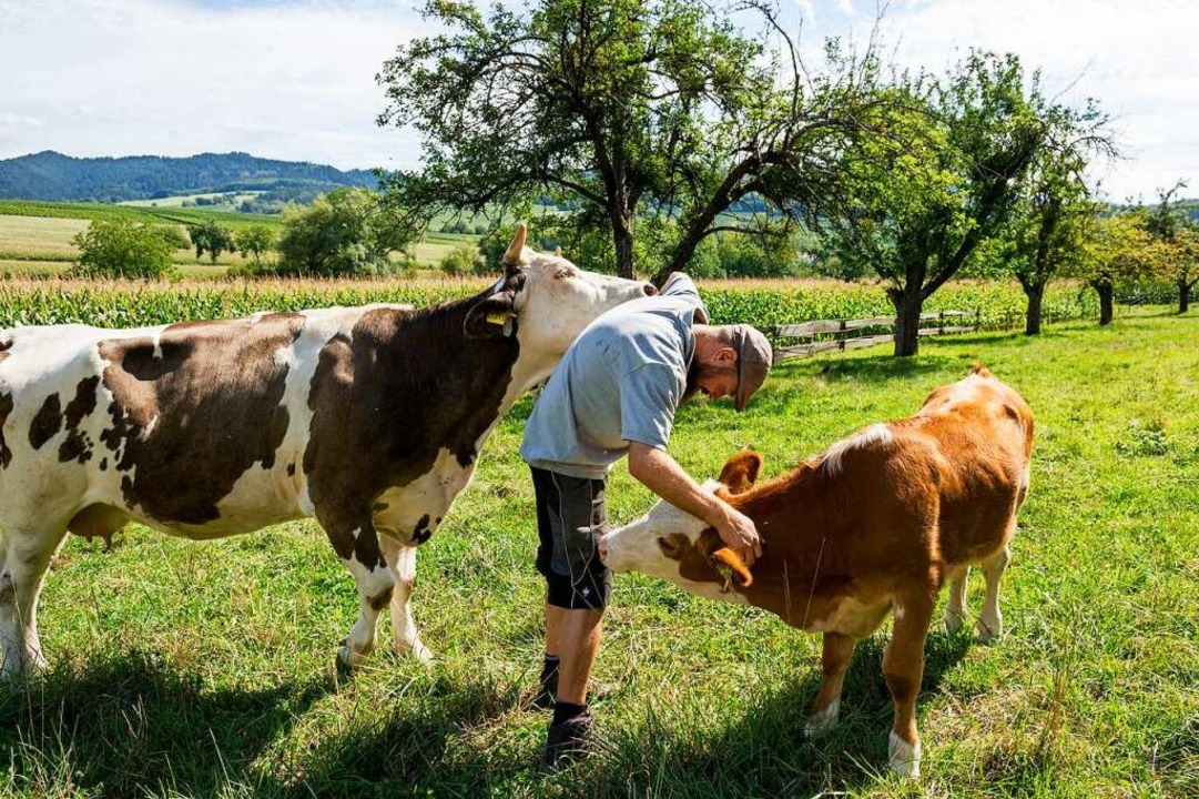 Zutraulich sind die Khe bei Patrick O...d Wasser auch Streicheleinheiten gibt.  | Foto: Daniel Schoenen