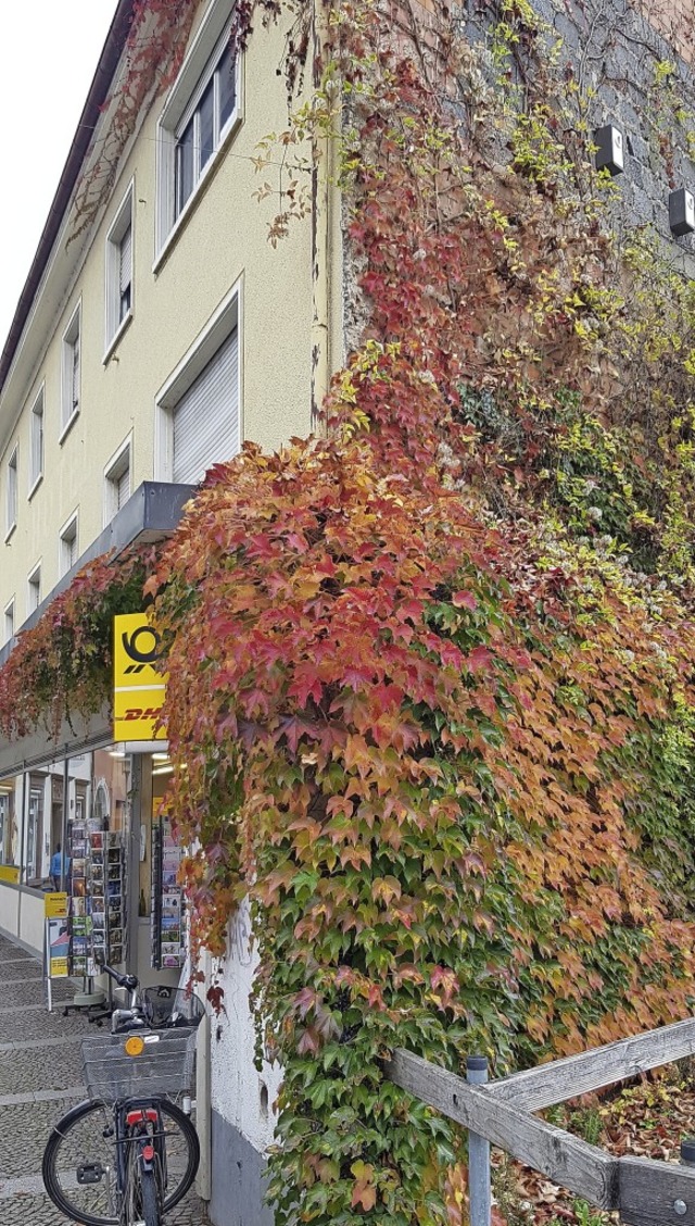 Gut frs Stadtklima: mit wildem Wein b...e Hausfassade an der Markgrafenstrae   | Foto: Gerhard Walser