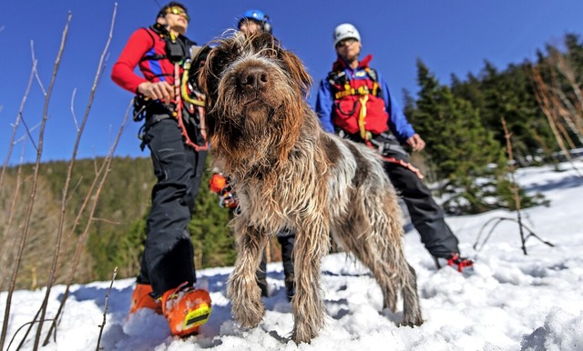 Lawinensuchhund Joschi bei einer Lawinenbung im Feldberggebiet  | Foto: Patrick Seeger