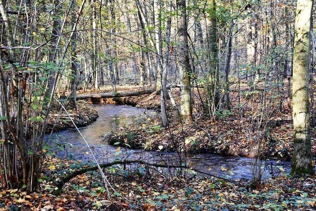 Pappeln und Eichen sollen abgestorbene Eschen im Vrstetter Wald ersetzen