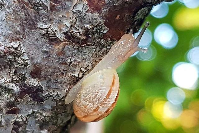 Diese Schnecke nimmt unsere Leserfotografin direkt ins Visier