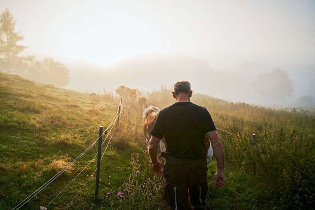 Es ist ein langer Weg von der Weide bis zu den Milchprodukten.  | Foto: Schwarzwaldmilch