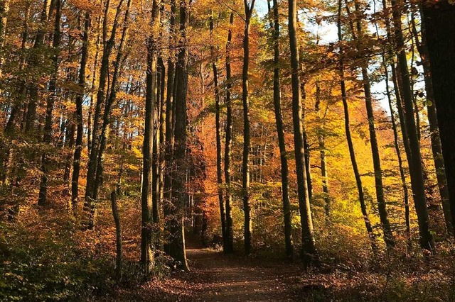 Drei Trockenjahre in Folge machen auch Bad Bellingens Wald zu schaffen.  | Foto: Jutta Schtz