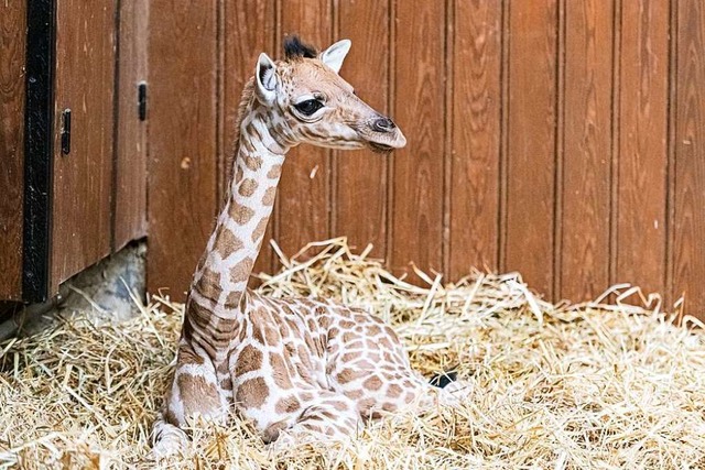 Giraffenkind Rohaya vergrößert den Bes...tenen Kordofan-Giraffen im Basler Zoo. | Foto: Zoo Basel (Torben Weber) Giraffenkind Rohaya vergrößert den Bes...tenen Kordofan-Giraffen im Basler Zoo. | Foto: Zoo Basel (Torben Weber)