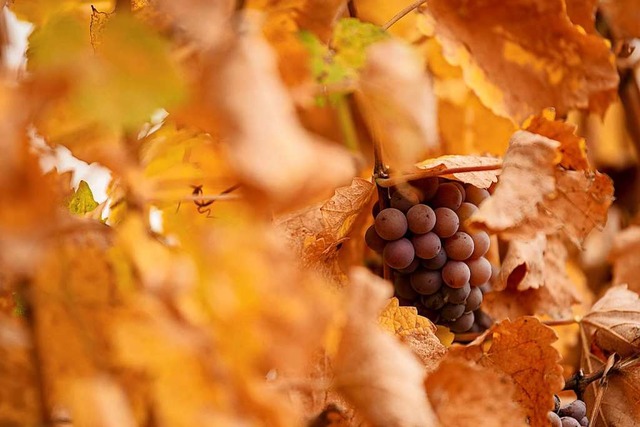 Goldener Herbst nicht nur in der Natur...enpreise fr die Winzer in der Region.  | Foto: Nicolas Armer (dpa)