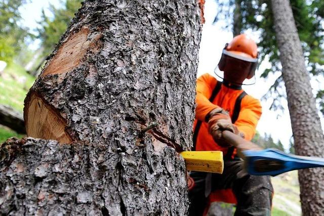 Weiler Grüne wollen ein Instrument, um Bäume vor dem Fällen schützen zu können