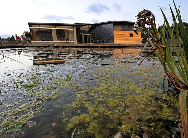Auch vor zwei Jahren, als dieses Bild ... litt der See bereits unter den Algen.  | Foto: Markus Zimmermann