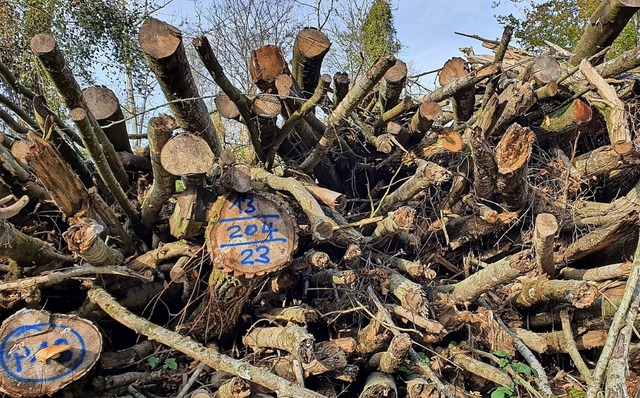 Mit 562 Festmetern wurde im Umkircher ...das jhrliche Soll von 240 Festmetern.  | Foto: Julius Wilhelm Steckmeister