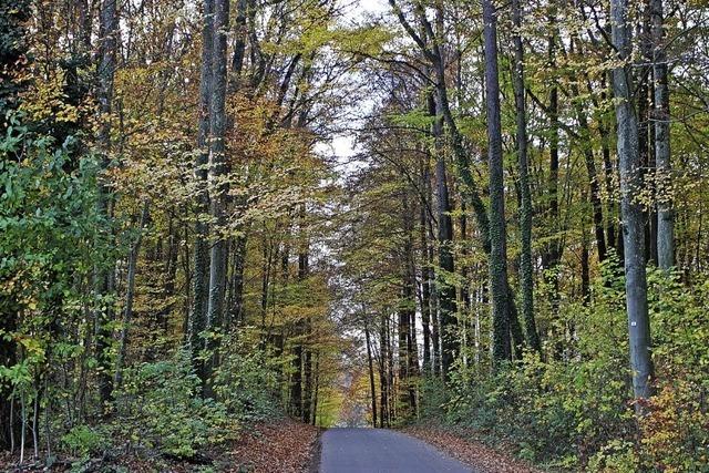 Schallbachs Wald ohne große Schäden