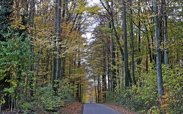 Der Schallbacher Gemeindewald hat die ...nperiode erstaunlich gut berstanden.   | Foto: Rolf Rhein