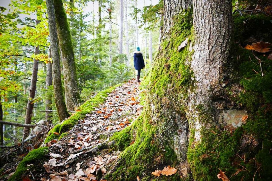Wunderbare Wurzelwege: Die Kinder könnten ewig weiter durch den Wald stromern.  | Foto: Silke Kohlmann