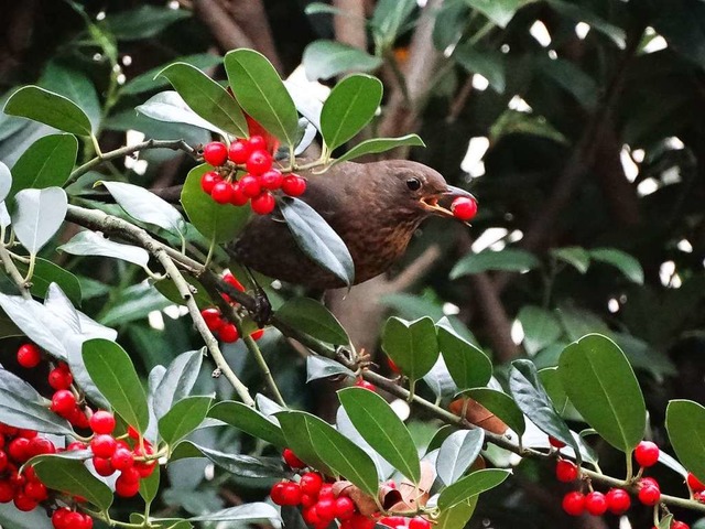 Amsel  | Foto: Folkmar Biniarz