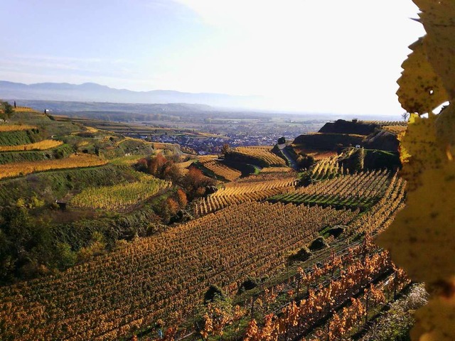 Kaiserstuhl-Panorama vom Lenzenberg aus gesehen.  | Foto: Thorsten Khnle